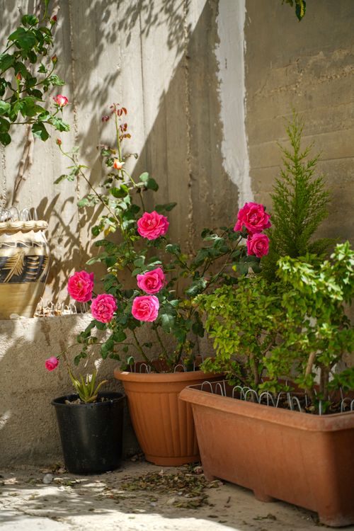 Free Lush pink roses bloom brightly in a sunlit garden corner in Jerusalem, offering a serene and natural ambiance. Stock Photo