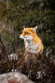 fox photo
