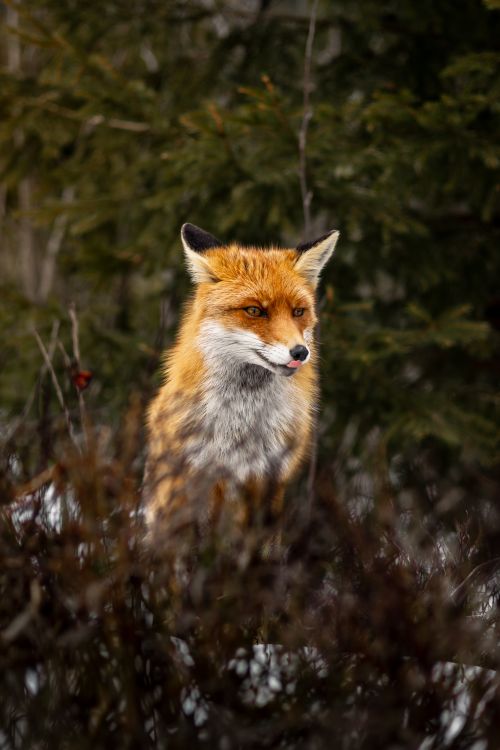 vulpes vulpes, オレンジ色の毛皮, キタキツネ, キツネ, キツネの肖像