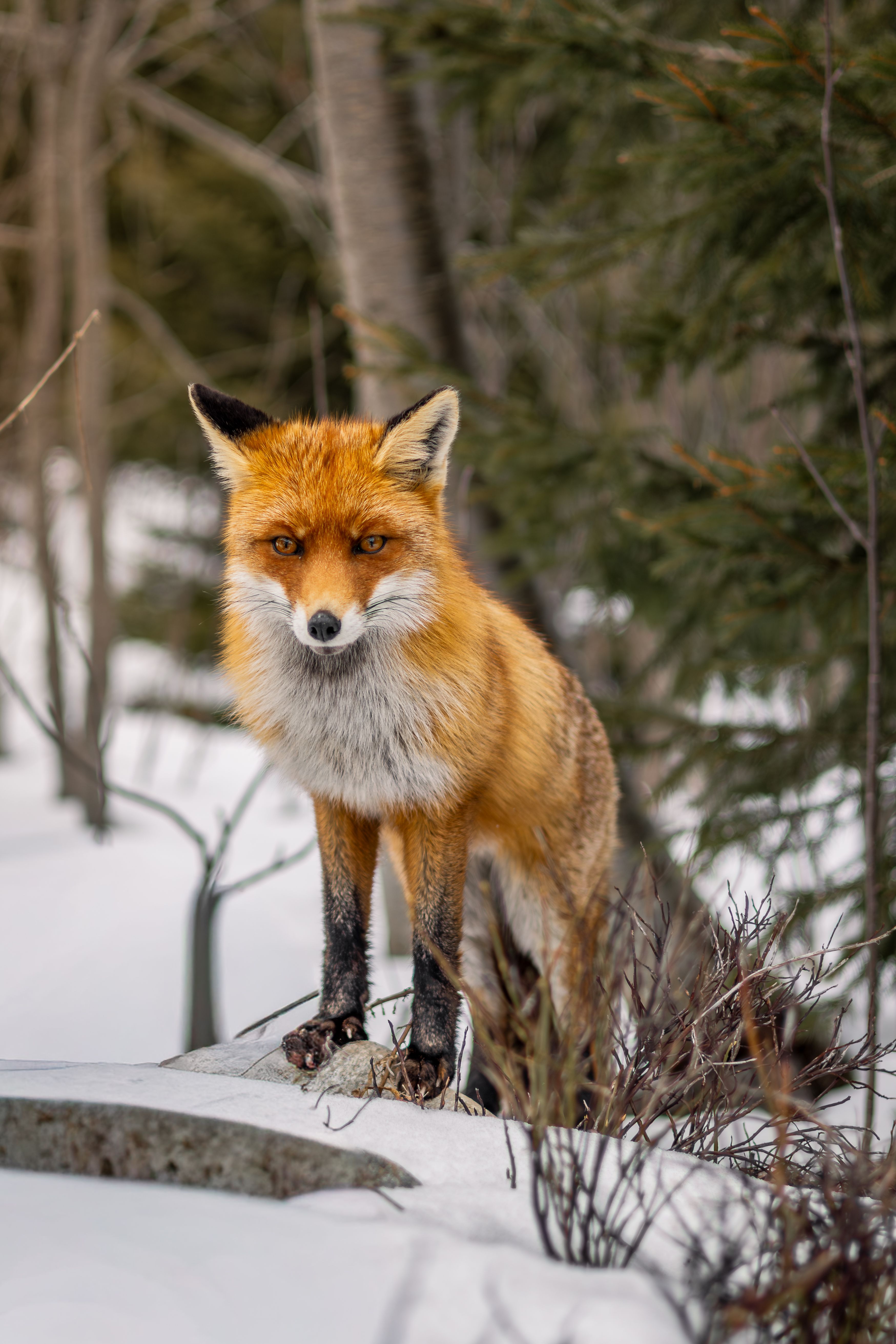 vulpes vulpes, オレンジ色の毛皮, キタキツネ, キツネ, キツネの肖像