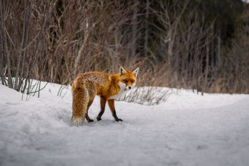 vulpes vulpes, オレンジ色の毛皮, キタキツネ, キツネ, キツネの肖像