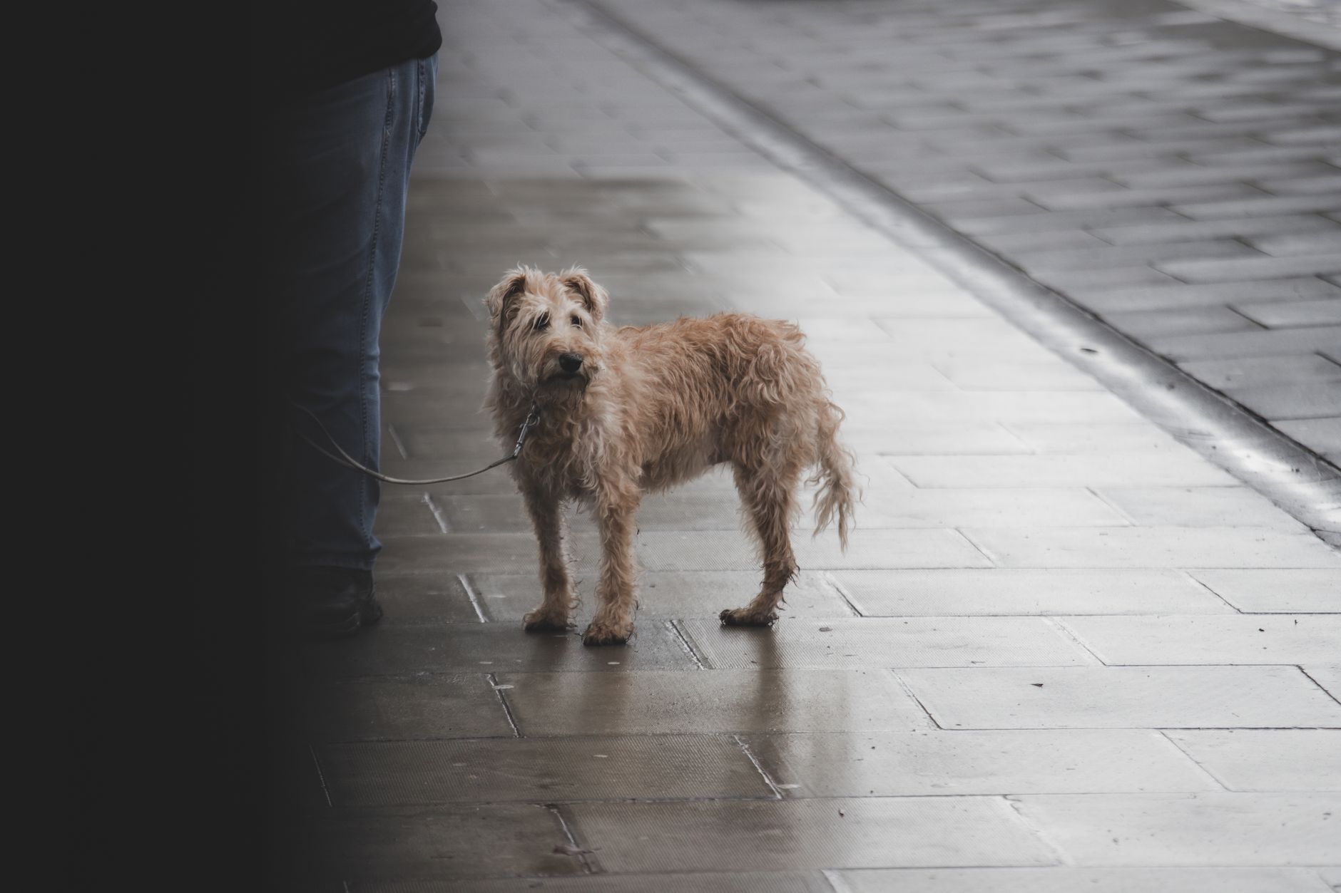 Portrait of a dog at a veterinary clinic