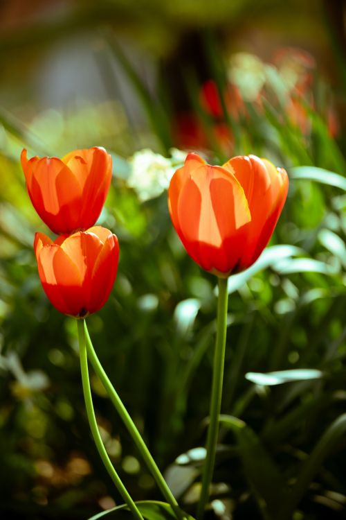 Free Three vivid red tulips blooming brightly under sunlight in a Dublin garden. Stock Photo