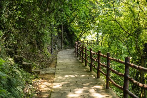 Free A tranquil forest path with a wooden fence under lush green trees, perfect for a peaceful walk. Stock Photo