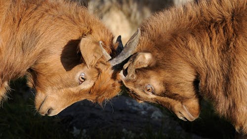 Deux Chèvres Brunes