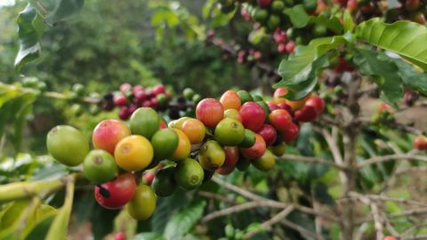 A detailed shot of multicolored ripe and unripe coffee cherries on a plant branch.