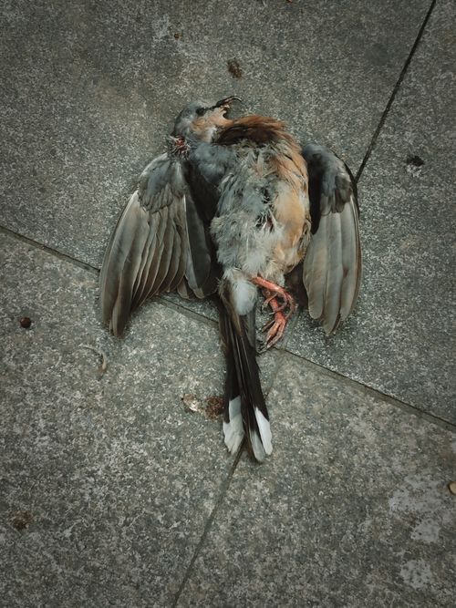 Free stock photo of aves, bird dead body, corpse Stock Photo