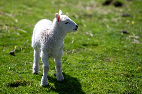 Free A cute lamb standing on a lush green field in bright daylight, embodying springtime charm. Stock Photo