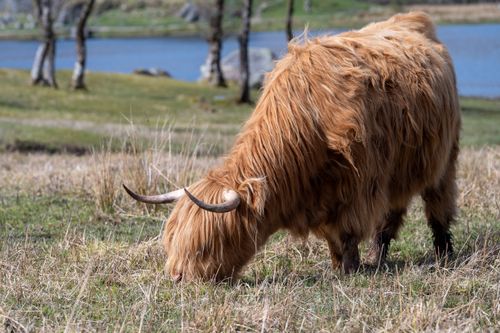 Free A Highland cow grazes by a serene lake, surrounded by a lush landscape. Stock Photo