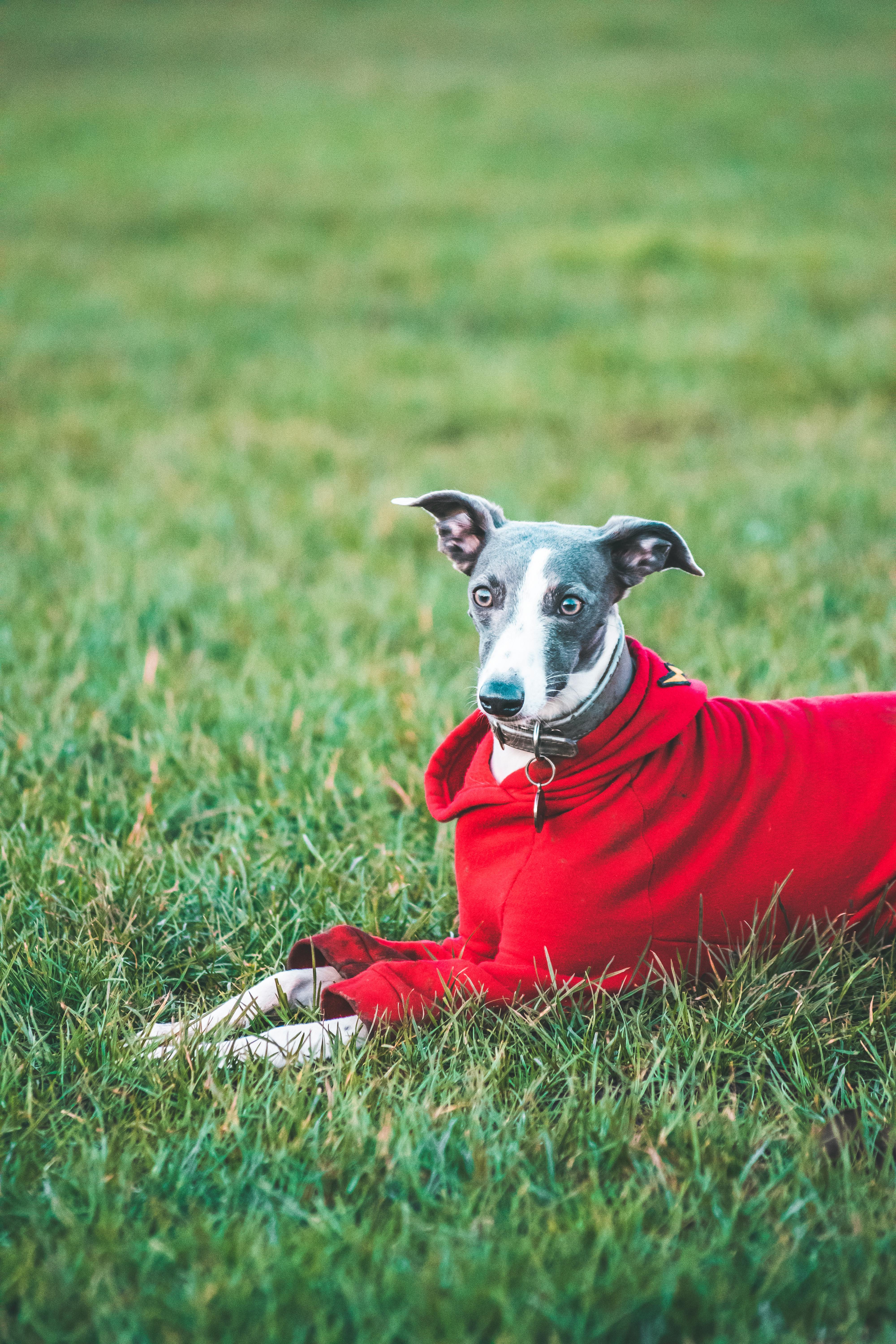 一只穿着红色夹克的时尚鞭犬躺在郁郁葱葱的草地上