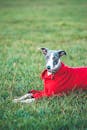 一只穿着红色夹克的时尚鞭犬躺在郁郁葱葱的草地上