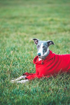 一只穿着红色夹克的时尚鞭犬躺在郁郁葱葱的草地上