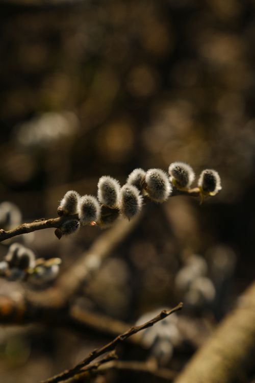 Free Detailed macro shot of soft willow catkins on a branch, signaling spring's arrival. Stock Photo