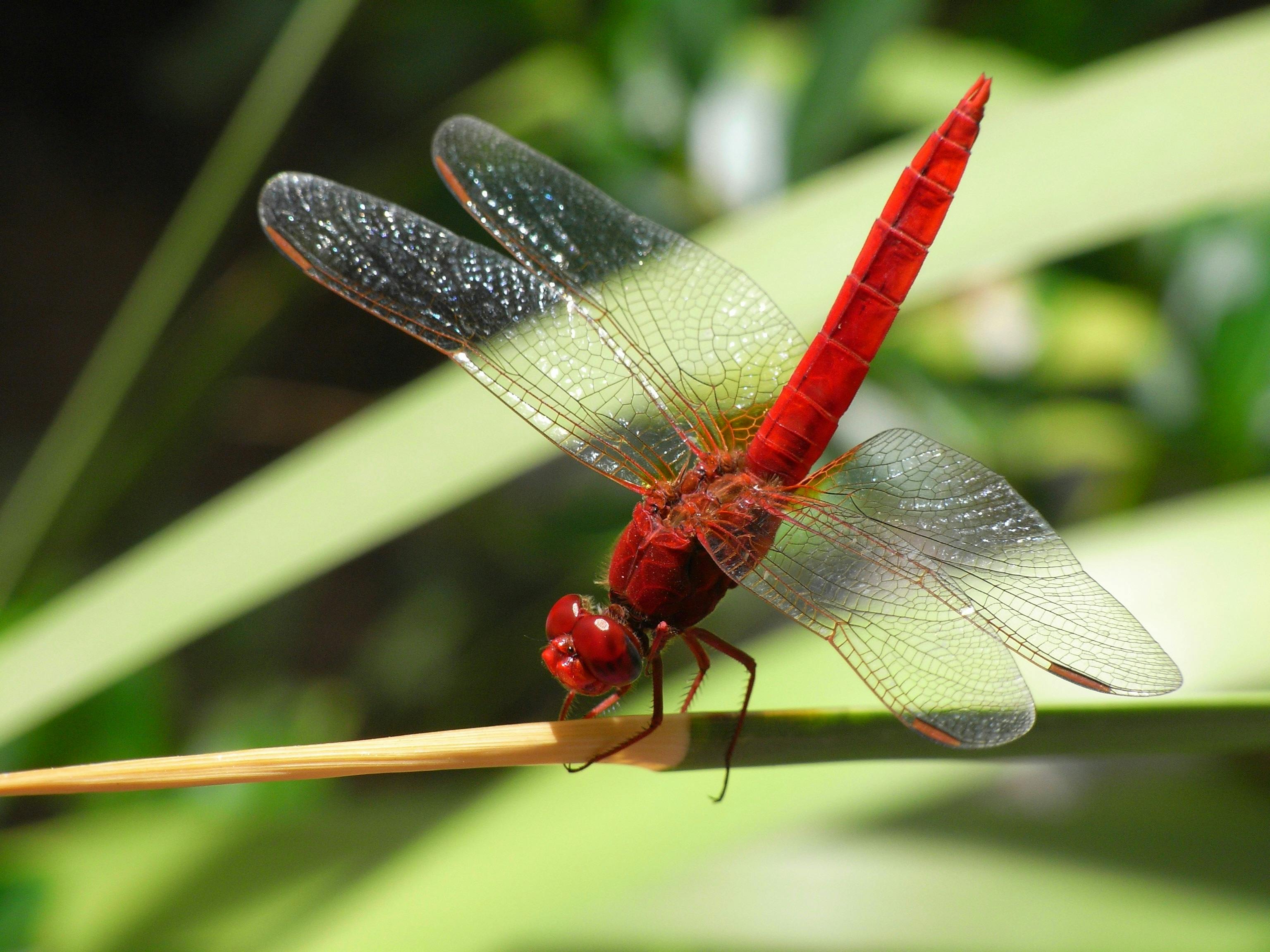 Dragonfly Background Images  Browse 90744 Stock Photos Vectors and  Video  Adobe Stock