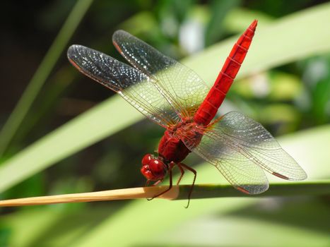 Red Dragonfly