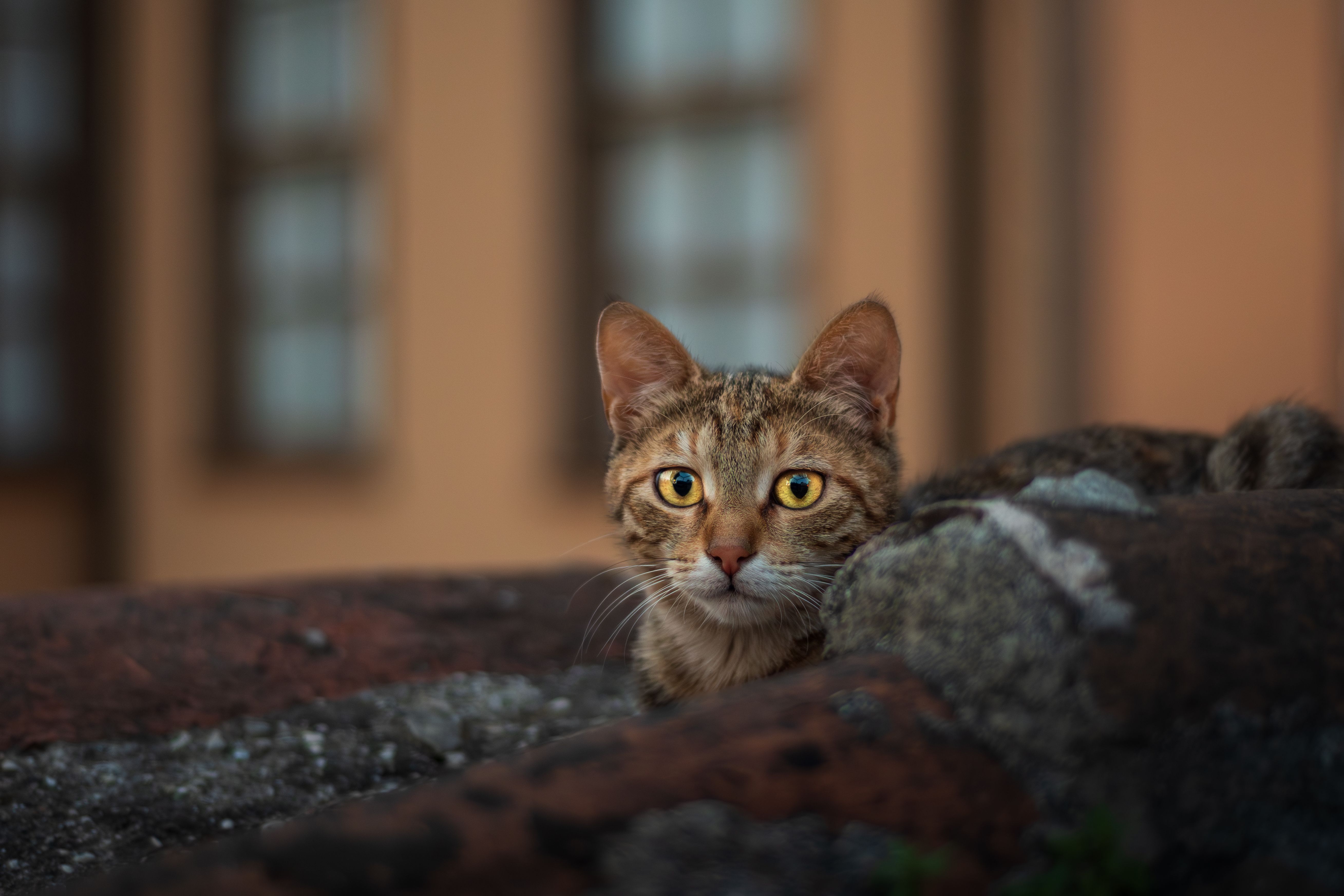 Veterinary care for a cat