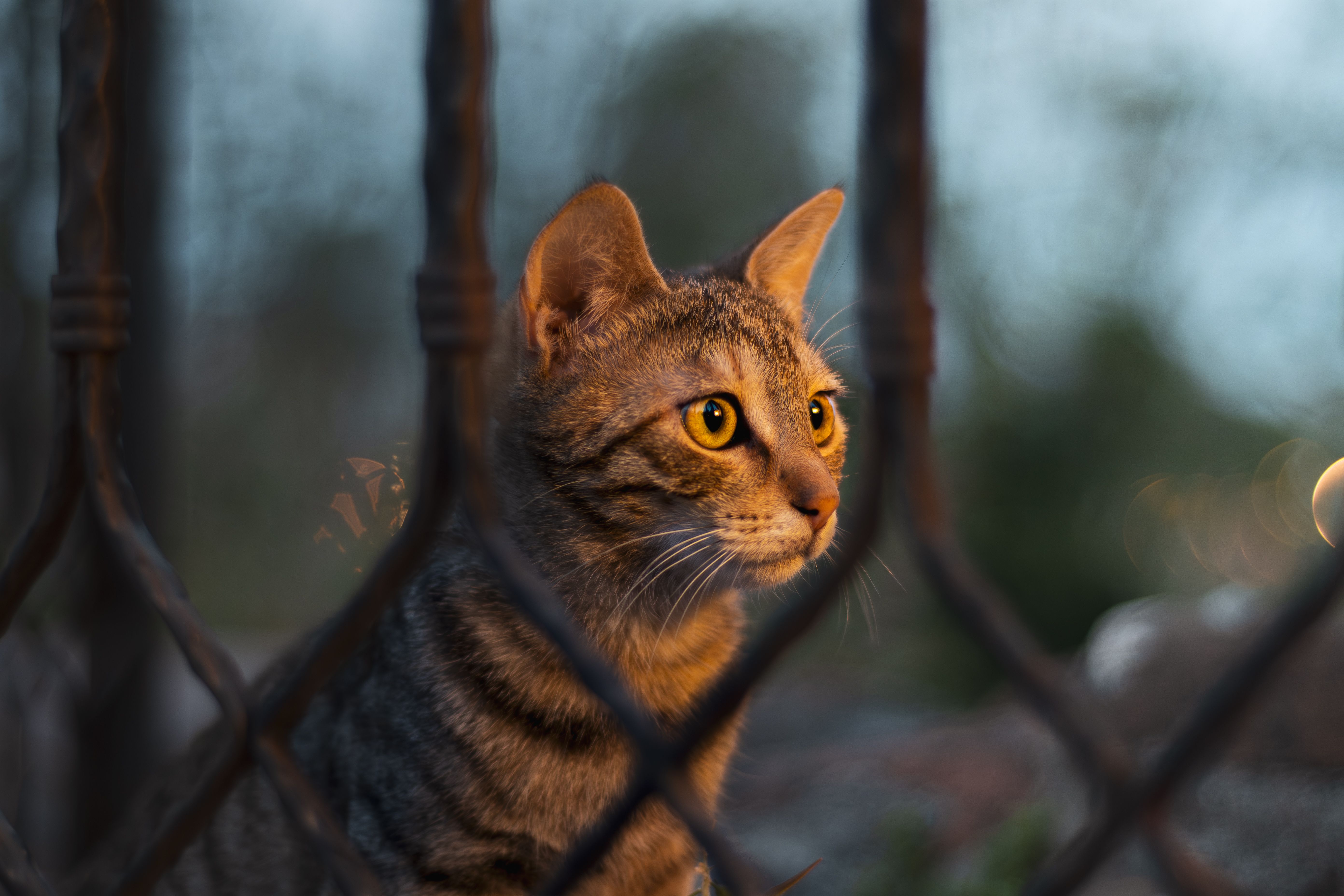 Close-up of a Tabby Cat Behind a Fence · Free Stock Photo