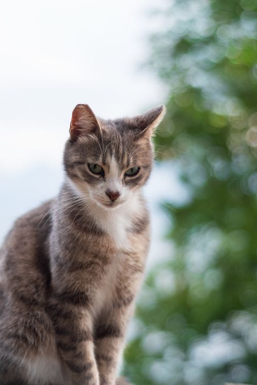 Free Serene portrait of a cat with blurred greenery, captured outdoors in Antalya, Türkiye. Stock Photo