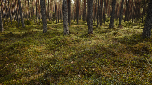 Free Explore the tranquility of a lush, green boreal forest with tall pine trees. Stock Photo