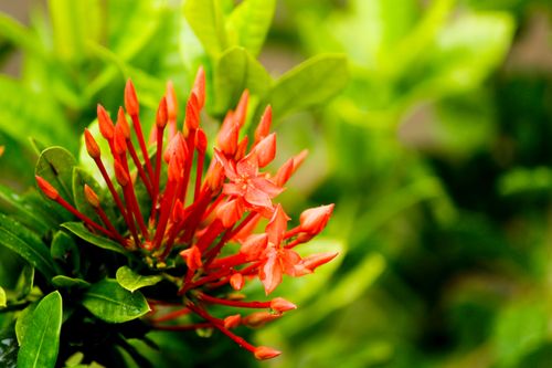 Free Close-up of vibrant red Ixora flowers amidst lush green foliage, capturing nature's vivid beauty. Stock Photo
