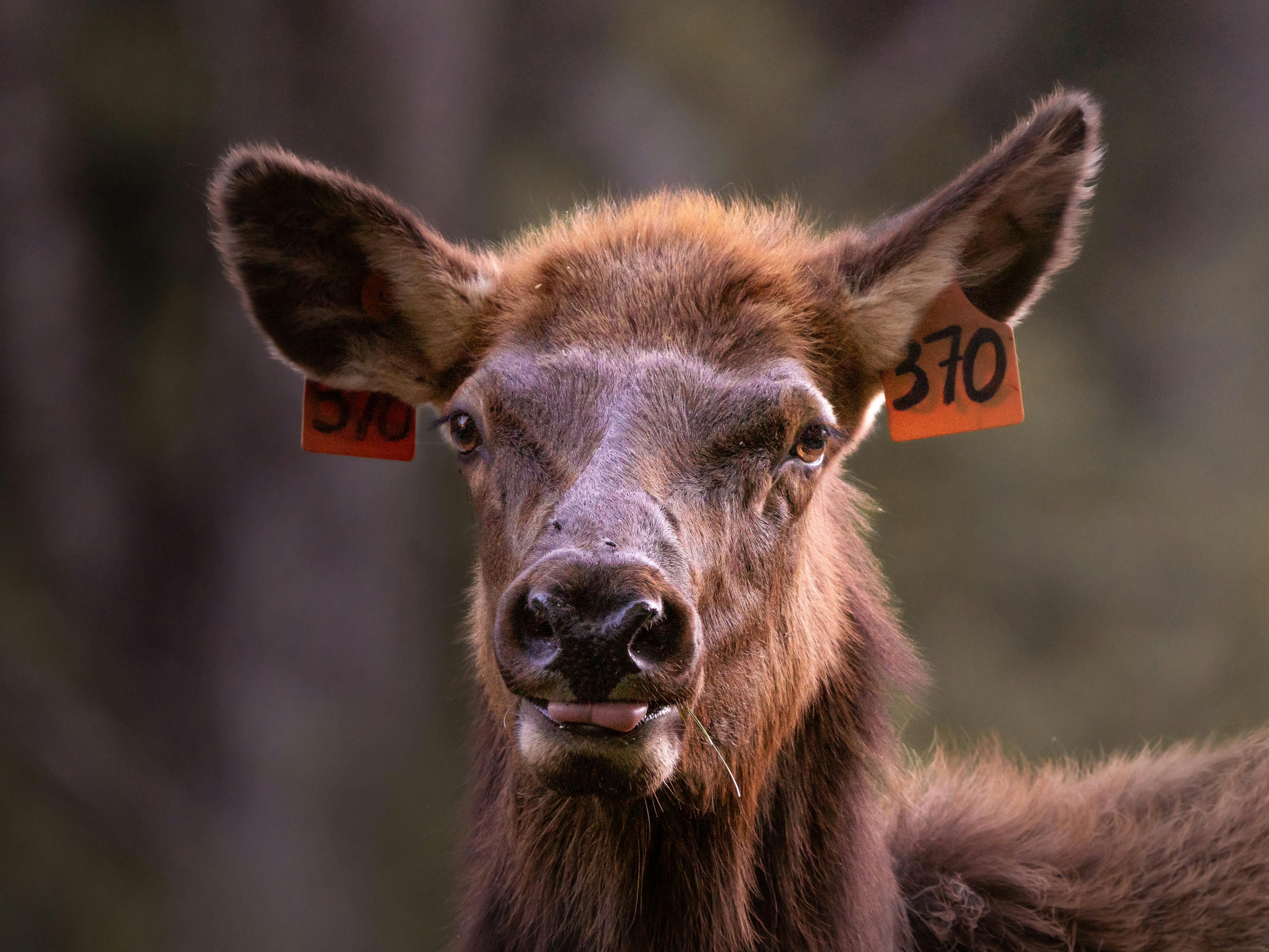 A detailed close-up of an elk with ear tags in a natural setting.