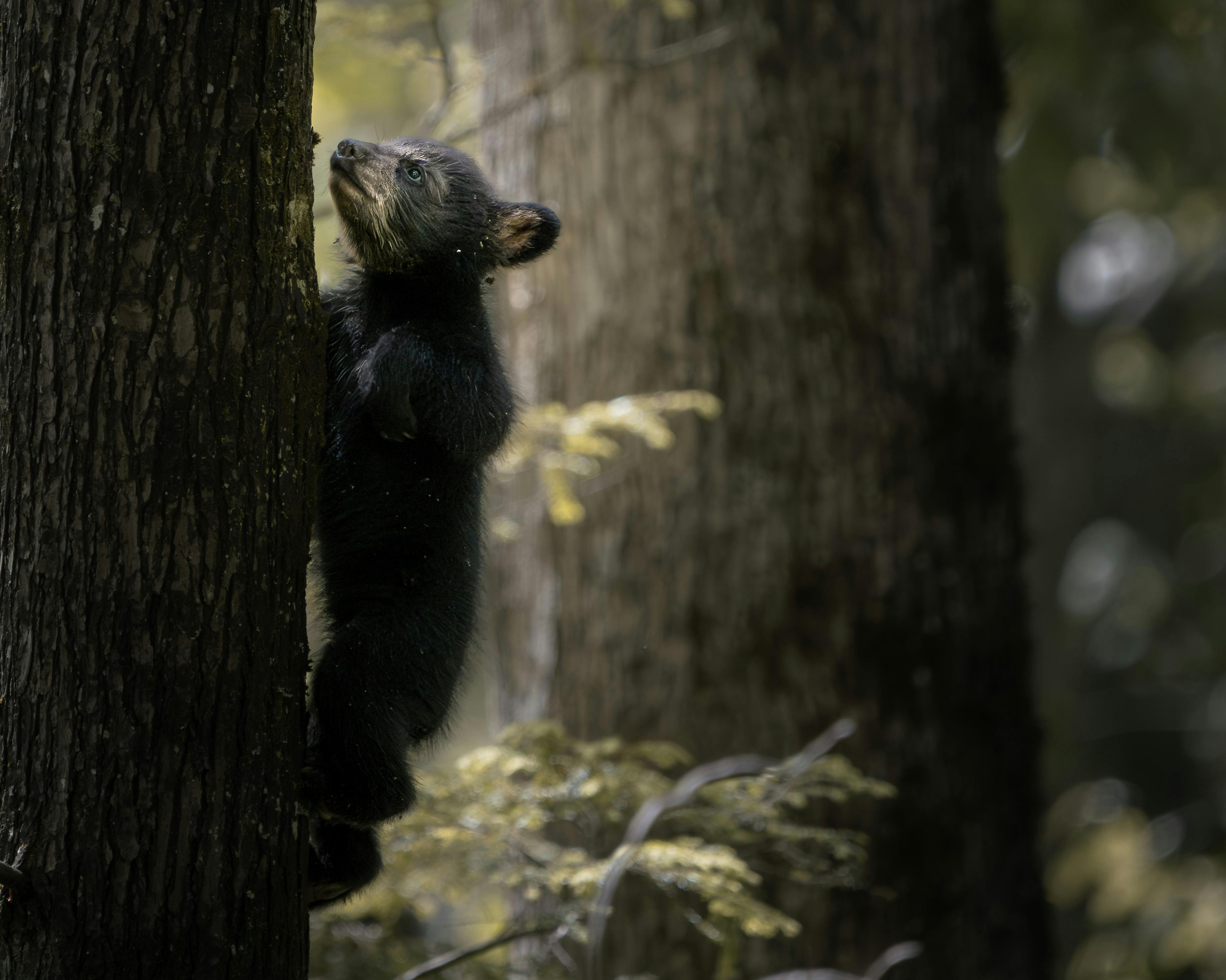 A juvenile bear cautiously climbs a tree in a serene forest setting.