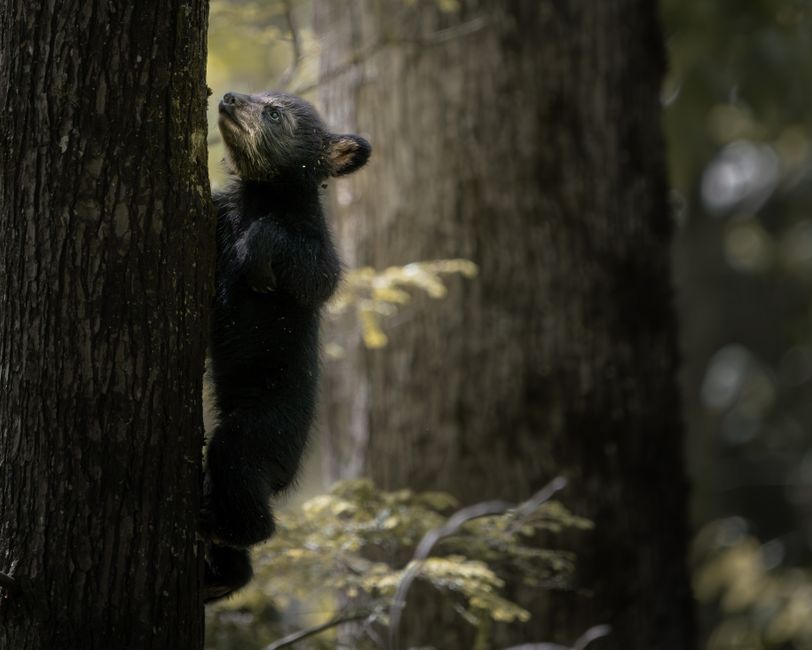 A juvenile bear cautiously climbs a tree in a serene forest setting.