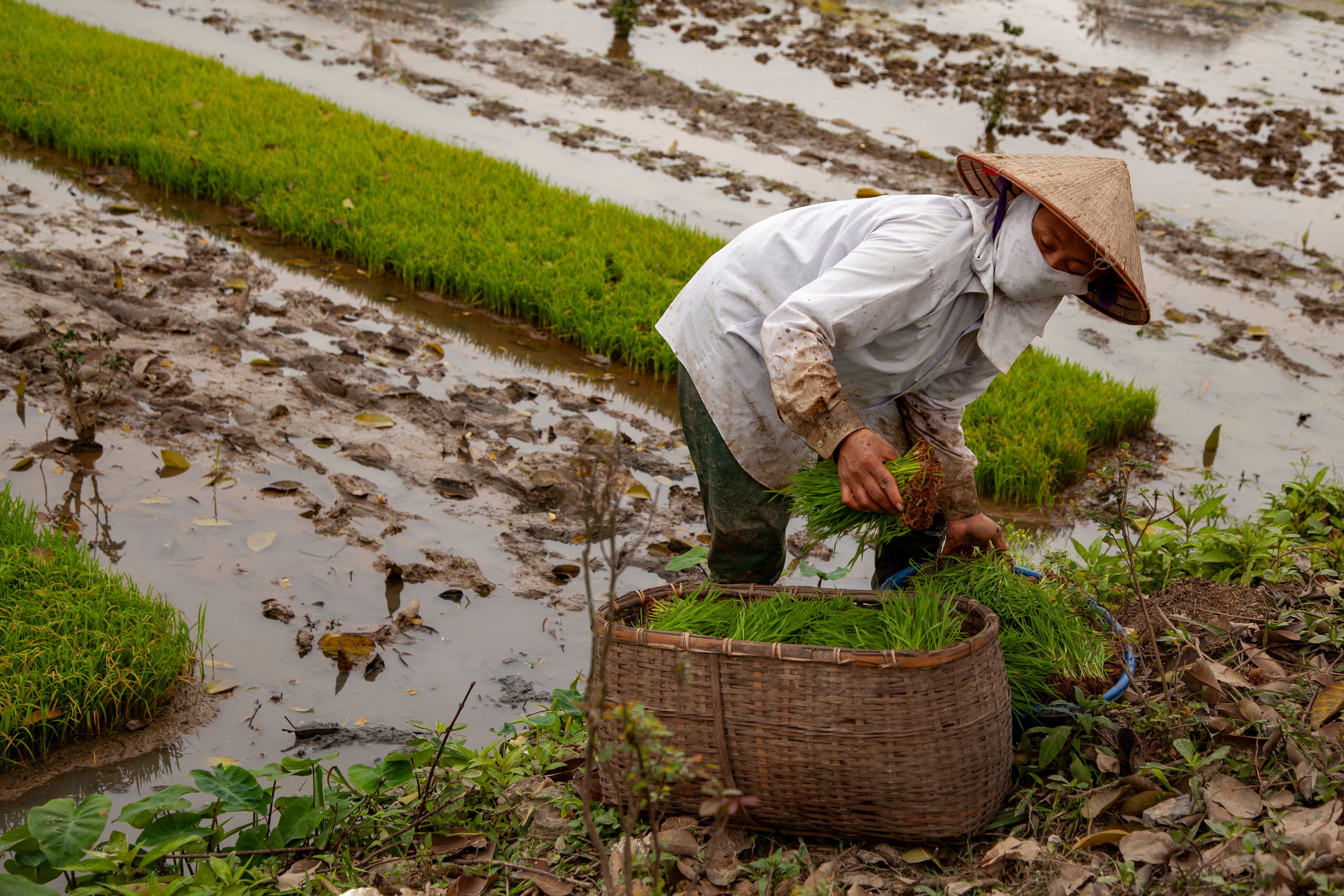 Vietnamese Farmer Harvesting Rice in Ninh Bình · Free Stock Photo