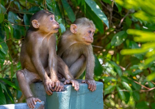 Коричневые обезьяны, сидящие на бетоне