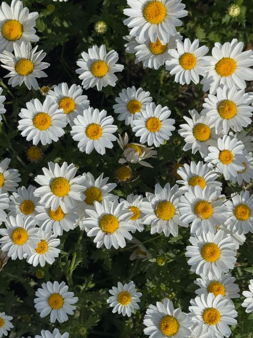 Free A vibrant field of white daisies with yellow centers in full bloom under sunlight, showcasing nature's beauty. Stock Photo