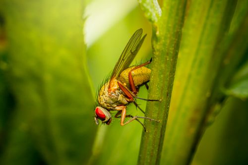 Free Close-up macro photography of a fly on a green stem showcasing its detailed anatomy. Stock Photo