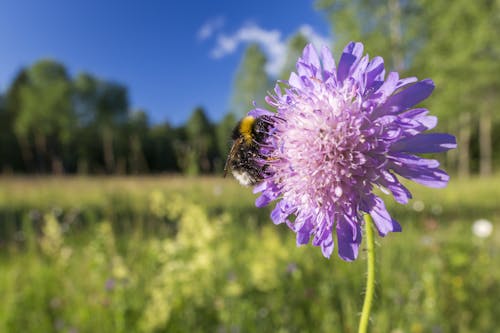 Fotos de stock gratuitas de abejorro, al aire libre, animal