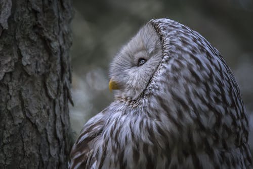 Nahaufnahmefoto Von Ural Owl