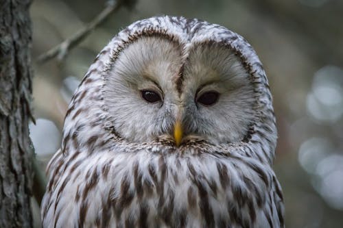 Free Photo of Ural Owl Stock Photo