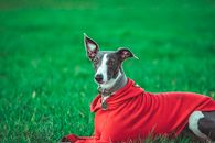 一只时尚的鞭犬穿着红色外套，躺在郁郁葱葱的绿草地上，捕捉到了一个宁静而有趣的时刻