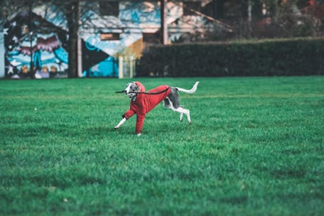 A joyful dog in a red coat runs across a grass field, enjoying outdoor play.