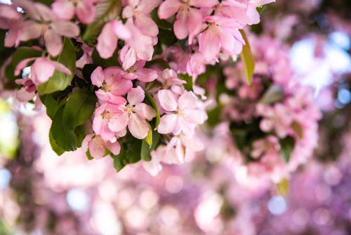 Fotos de stock gratuitas de floración, floreciente, flores