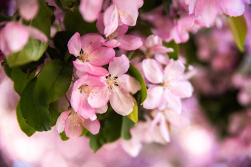 Fotos de stock gratuitas de flor de primavera, floración, floreciente