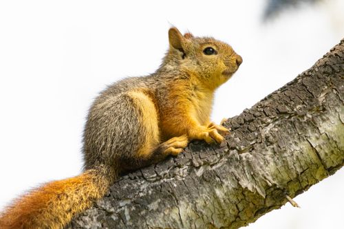 Free Profile of a fox squirrel perched on a tree branch against a blurred background. Stock Photo