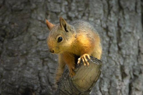 Free A curious squirrel perched on a tree branch, showcasing its natural habitat in daylight. Stock Photo