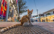 黄昏时分，一只虎斑猫坐在希腊的街道上，周围是城市里的商店