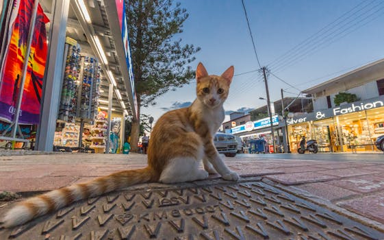 黄昏时分，一只虎斑猫坐在希腊的街道上，周围是城市里的商店