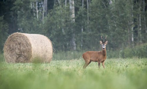 Brauner Hirsch Auf Grünem Grasfeld