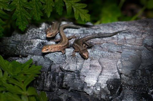 Three Lizards on Brown Wood