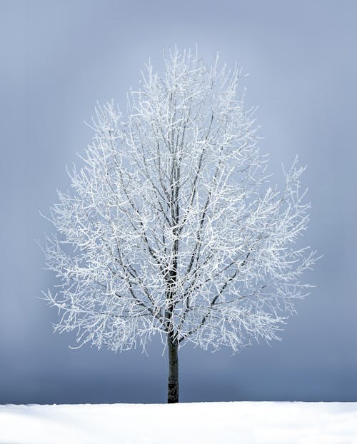 Free Leafless Tree Under Gray Sky Stock Photo