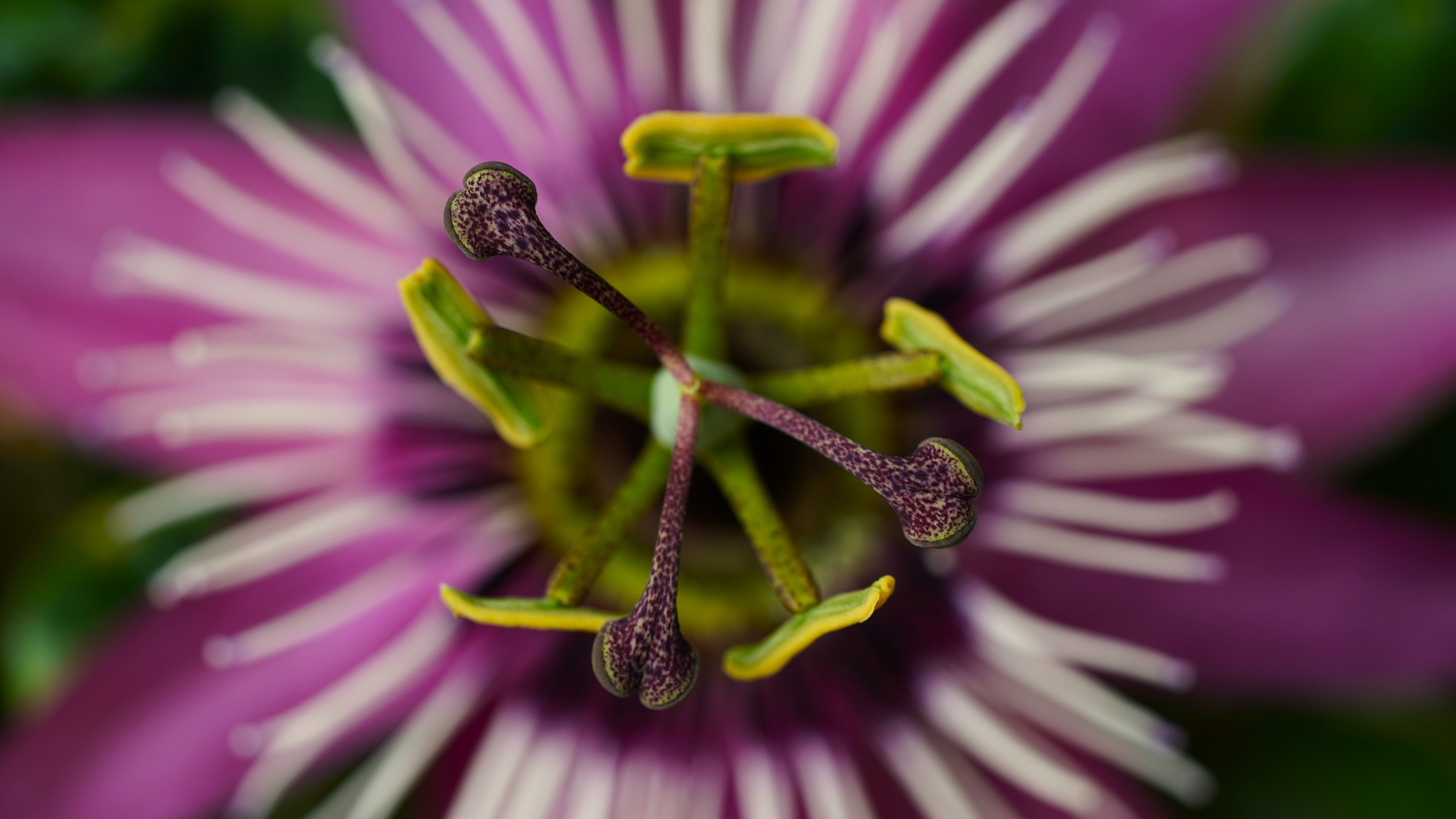 Close-up view of passionflower stamen highlighting vibrant colors and intricate details. - Evidence evidence guide for passionflower sleep meta-analysis