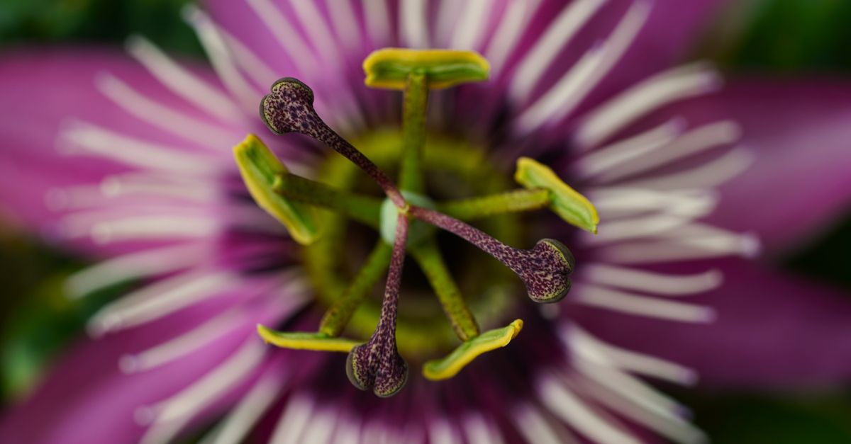 Close-up view of passionflower stamen highlighting vibrant colors and intricate details. - Evidence evidence guide for passionflower sleep meta-analysis