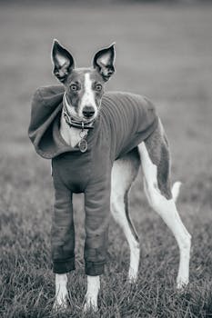 这是一张单色图像，画面中一只穿着连帽衫的鞭犬站在草地上