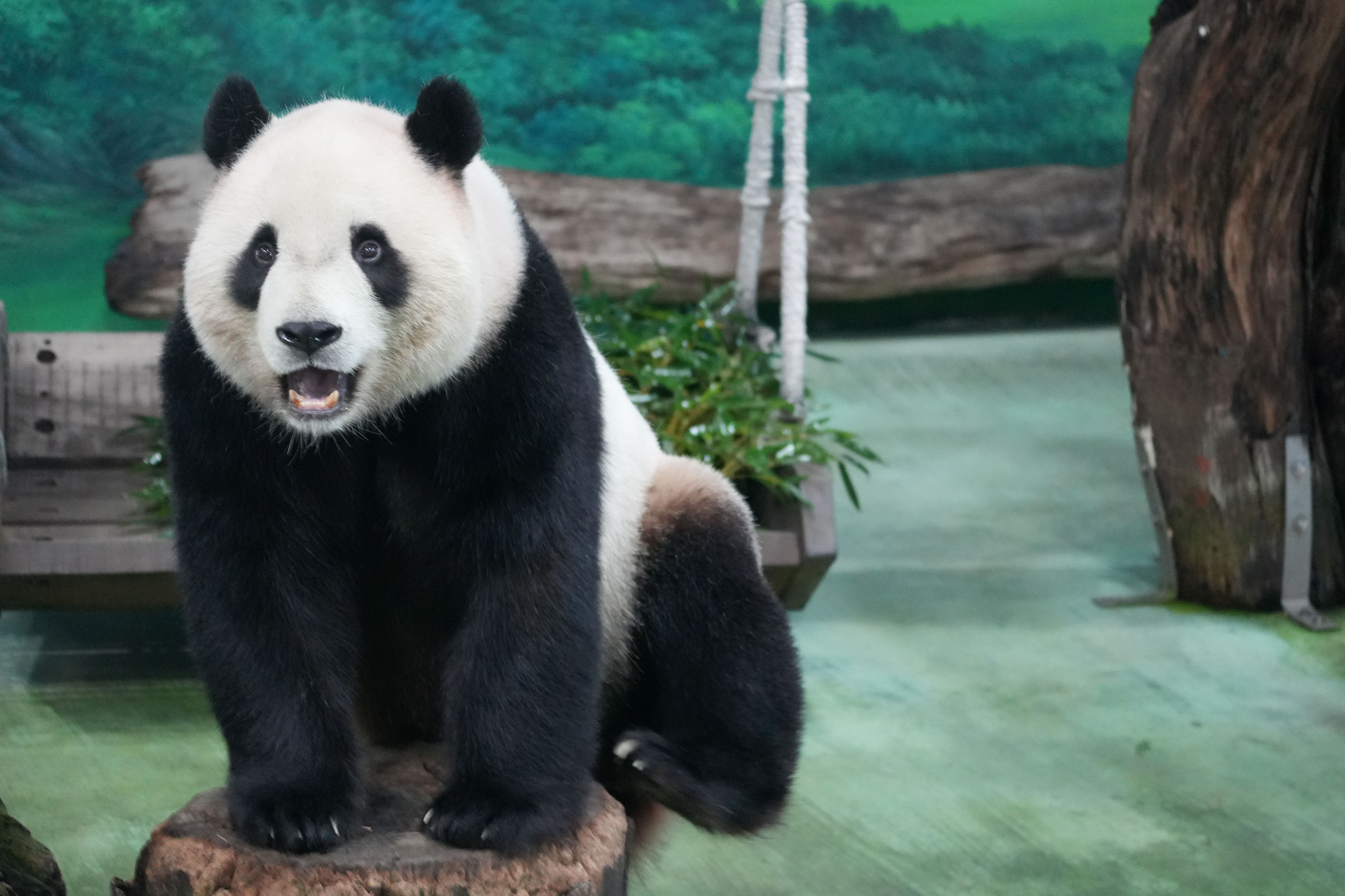 A giant panda sits indoors in a zoo, showcasing its black and white fur against a naturalistic backdrop.