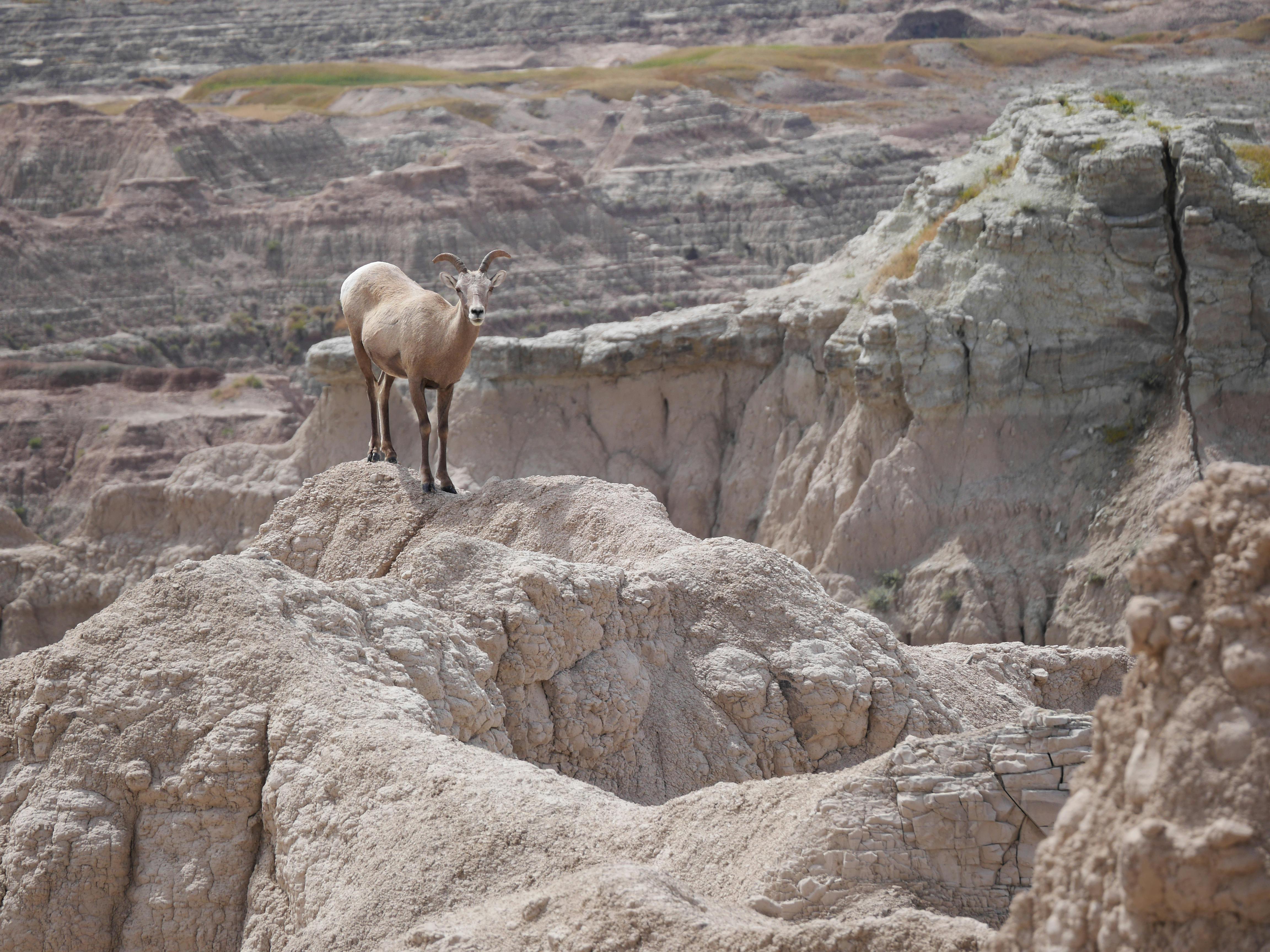 Big Horn Outdoor Adventure Show - Spokane and North Idaho community calendar - The Spokesman — Photo by Bl∡ke on Pexels